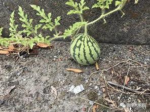 网络上说的吃瓜是什么,吃瓜背后的文化现象与社交心理