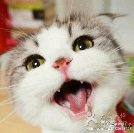 娱乐吃瓜君 折耳猫,折耳猫的神秘魅力与争议